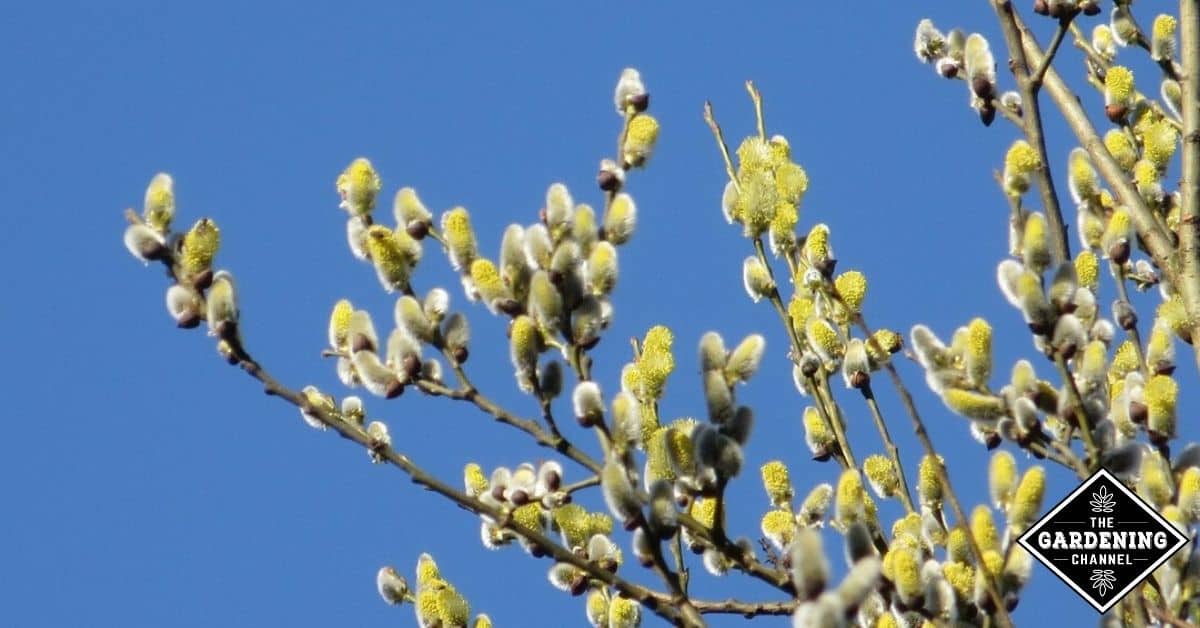 How to Grow Pussy Willow - Gardening Channel