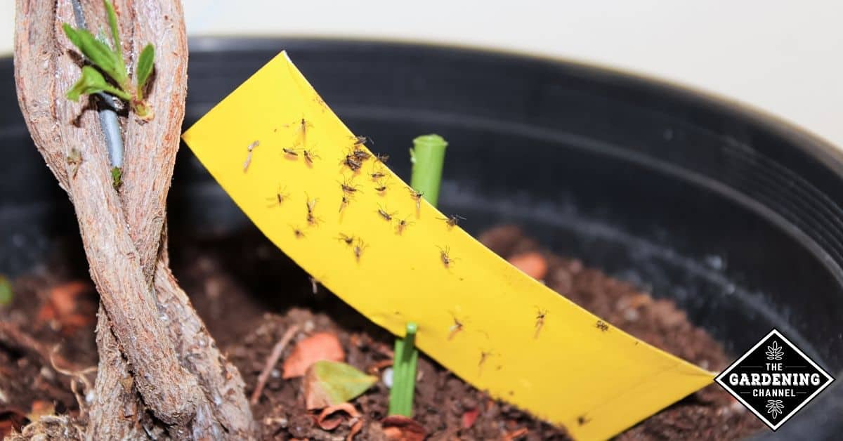 4 Clever Ways To Get Rid Of Soil Mites
