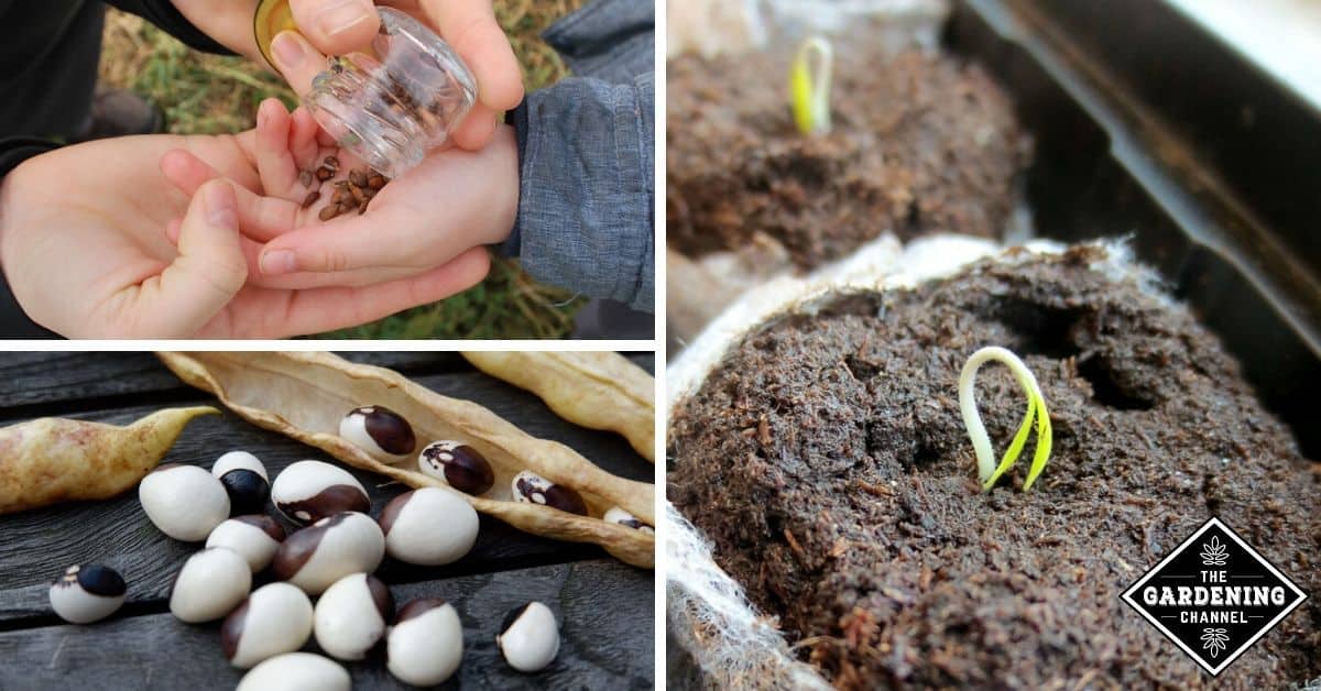 OpenPollinated vs. Hybrid vs. Heirloom Seeds What Do They Mean