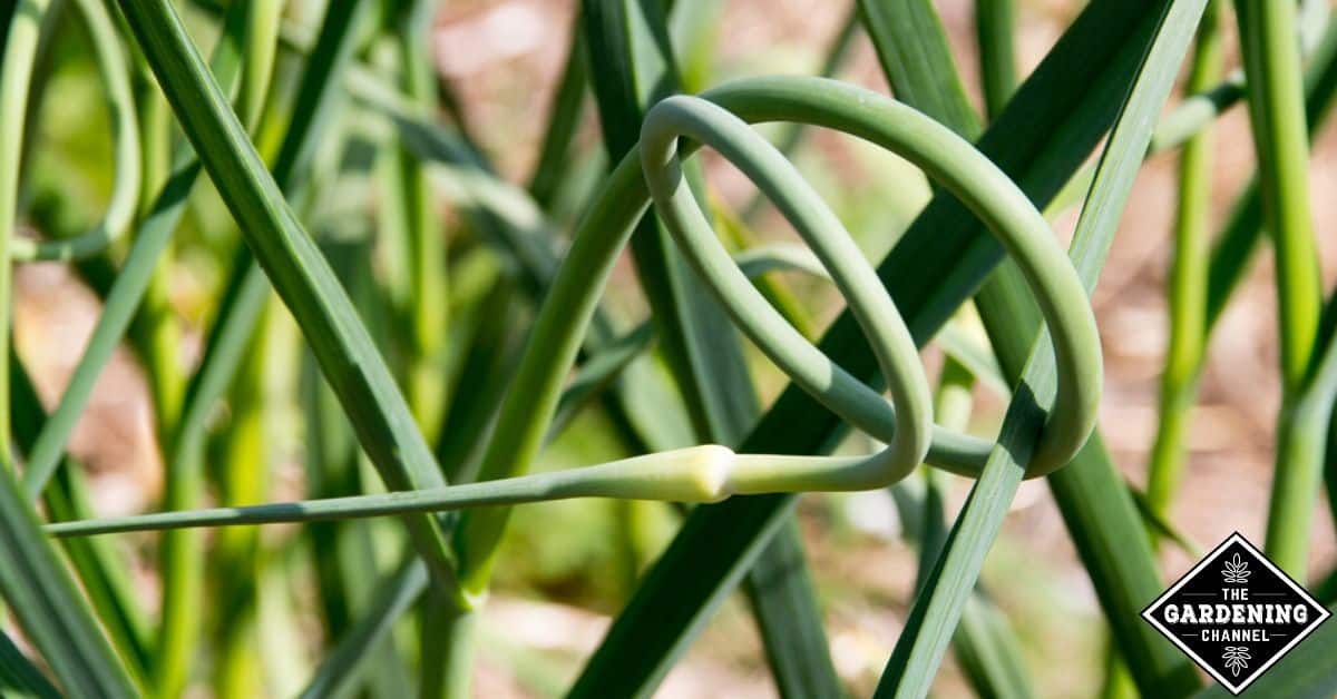Can I eat the green tops of garlic? - Gardening Channel