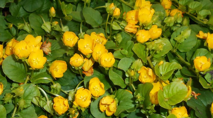 creeping jenny flower