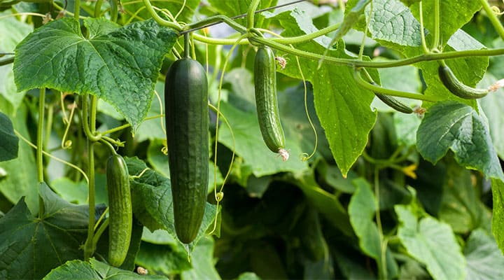 Image of A ripe cucumber growing on a vine