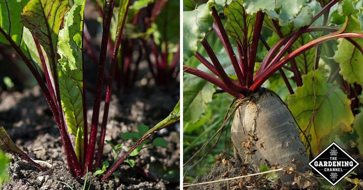 Can you grow beets year round? Gardening Channel