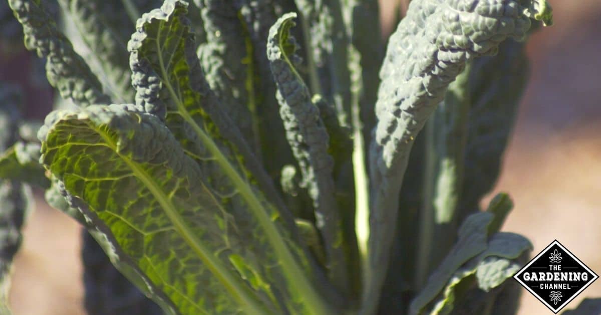 Does kale grow well in the summer? Gardening Channel