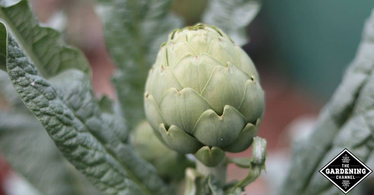Is artichoke a fruit or a vegetable? Gardening Channel