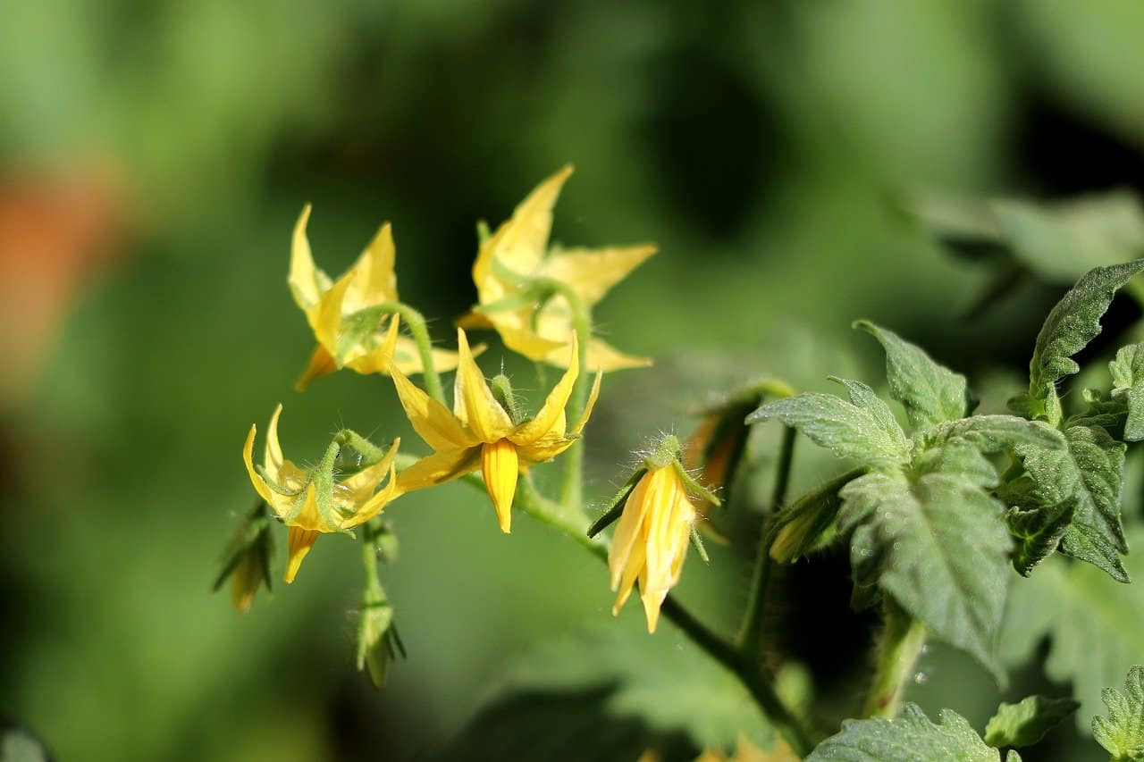 Can I Pollinate My Tomatoes Gardening Channel Can I Pollinate My Tomatoes Gardening Channel