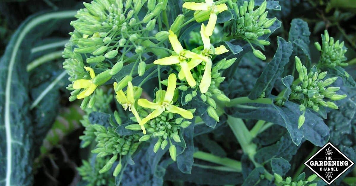 What happens when kale bolts? Gardening Channel