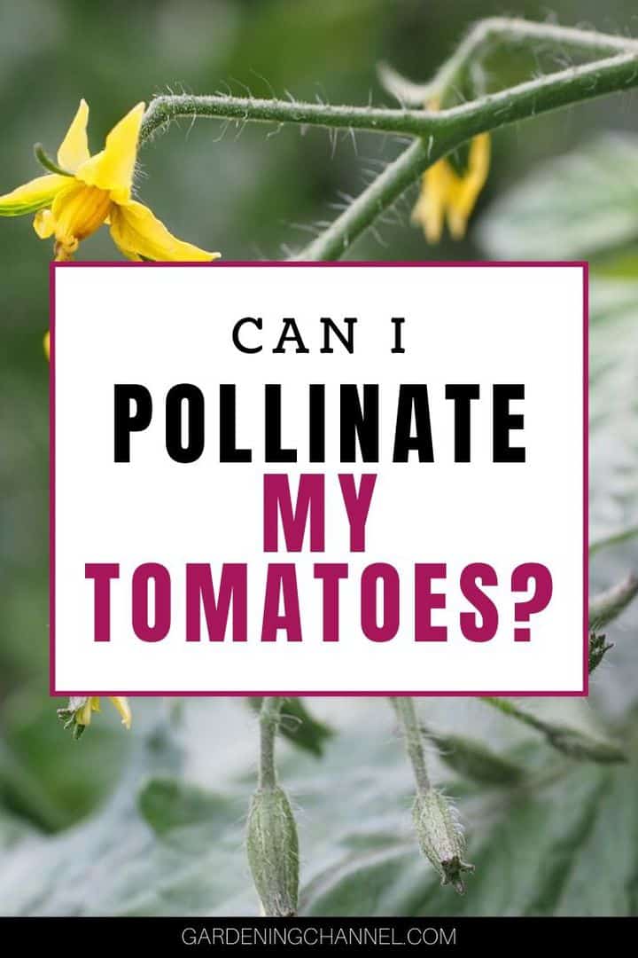 Can I Pollinate My Tomatoes Gardening Channel Can I Pollinate My Tomatoes Gardening Channel