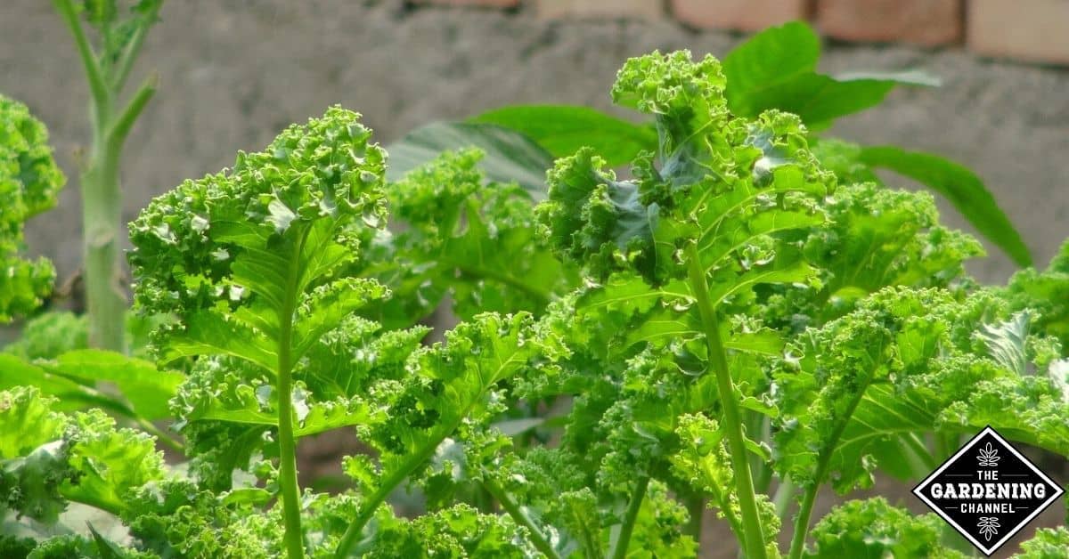 How do you keep kale from bolting? Gardening Channel