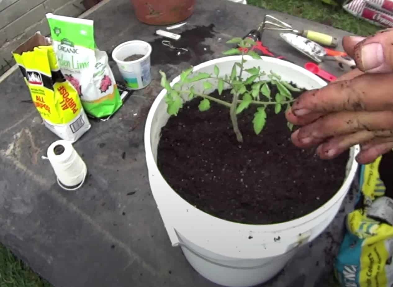 Growing Tomatoes in Plastic Buckets 