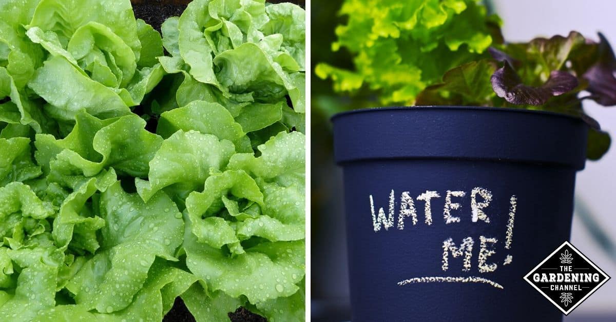 Should I water my lettuce every day? Gardening Channel