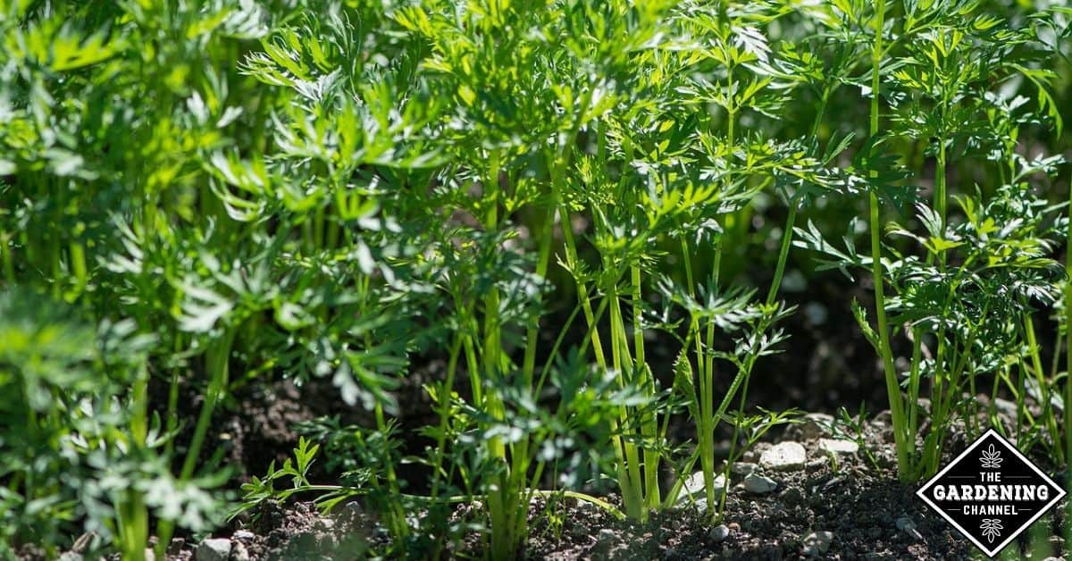 How do you know when carrots are ready to harvest? Gardening Channel