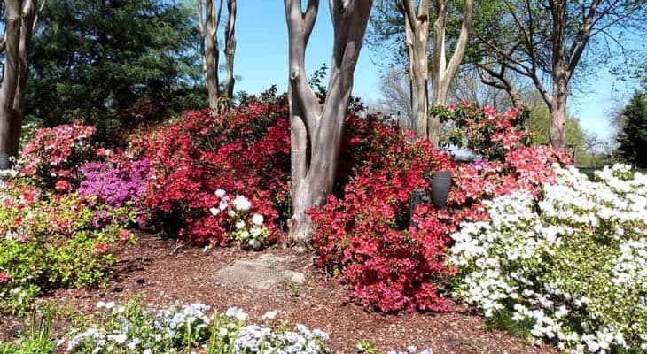 10 Types Of Good Shade Plants That Grow Well Under Trees Gardening Channel