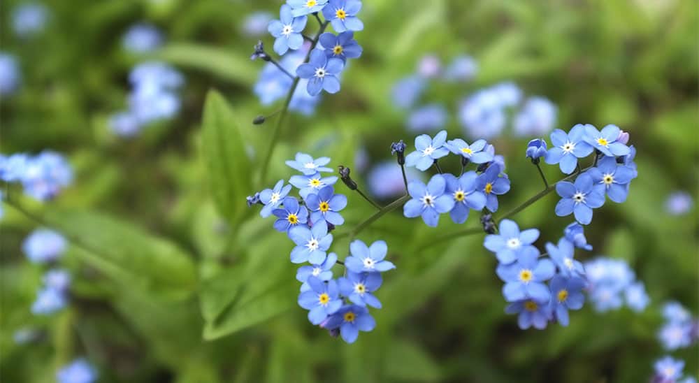 How To Grow (Myosotis Sylvatica) Gardener's Path
