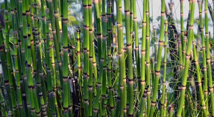 How to Kill Snake Grass? 