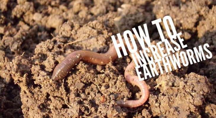 How to Increase the Number of Earth Worms in Your Garden Soil - Gardening  Channel