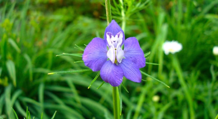 Image of Summer blues larkspur flower in the mountains