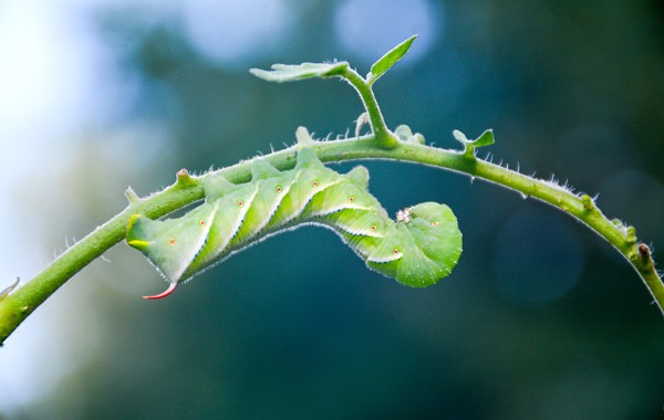 Common Tomato Plant Pests and How to Fight Them Organically - Gardening  Channel