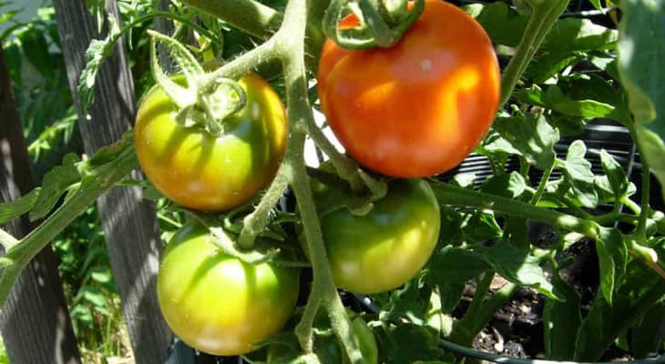 Is That Tomato Rotten Or Is It Safe to Eat?, Gardening Tips and How-To  Garden Guides