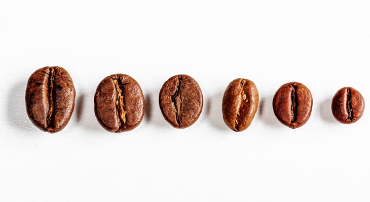 ‌of‌ ‌Coffee‌ ‌Beans‌ ‌Grow‌ ‌in‌ ‌Your‌ ‌Garden