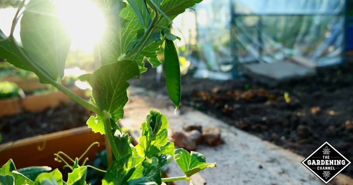 Do peas need full sun to grow? Gardening Channel