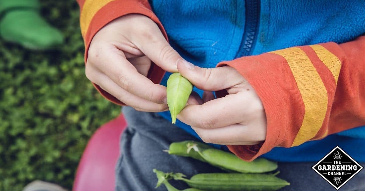 How do you help peas grow? Gardening Channel