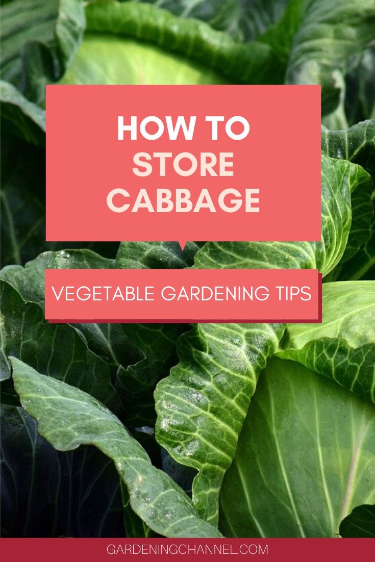 How Do You Store Cabbage Long Term Gardening Channel How Do You Store Cabbage Long Term Gardening Channel