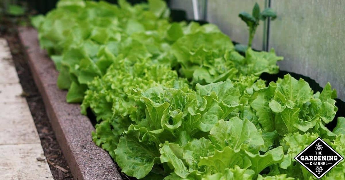 What does it mean when your lettuce bolts? Gardening Channel