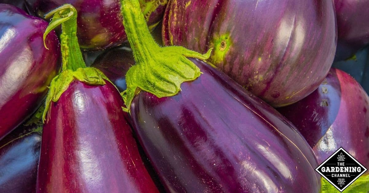 Do I need to soak eggplant before cooking? Gardening Channel