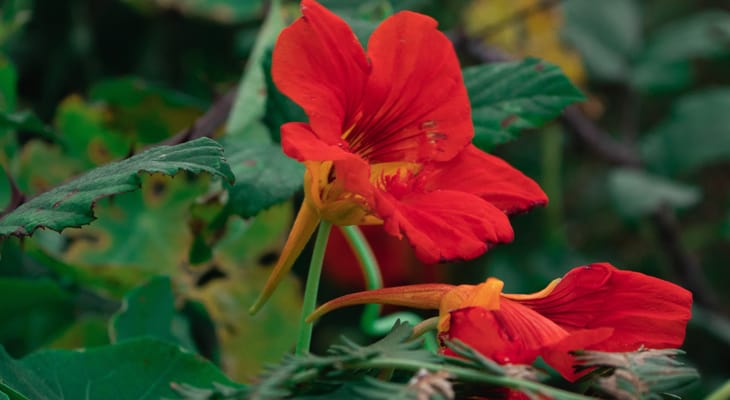 Tips On How To Grow And Care For Your Hibiscus Plant