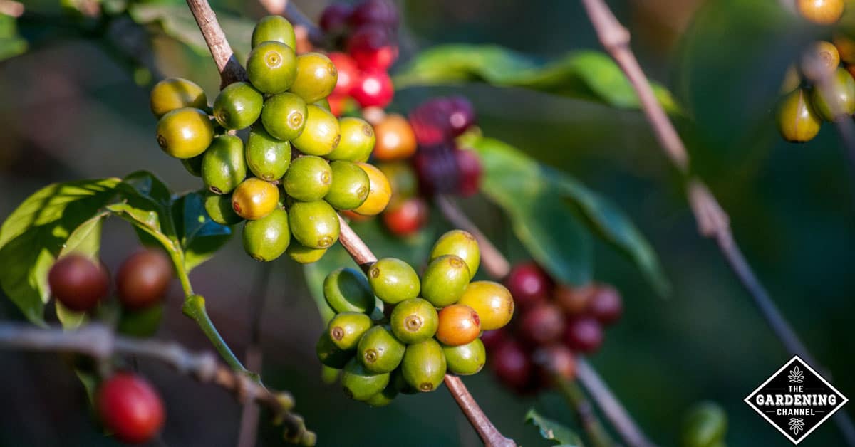 Can you grow a coffee plant from a coffee bean How To Grow Your Own Coffee Plant At Home