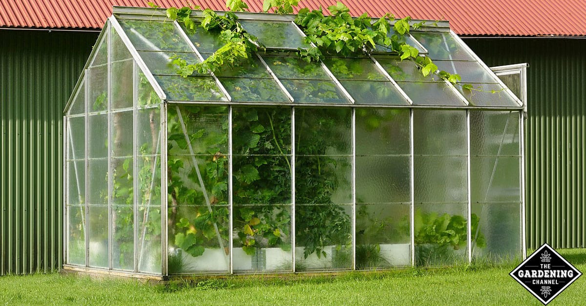 What Vegetables To Grow In A Small, Greenhouse Vegetable Garden Layout