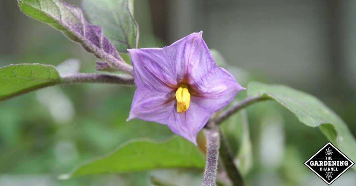 Do eggplants need to be pollinated? Gardening Channel