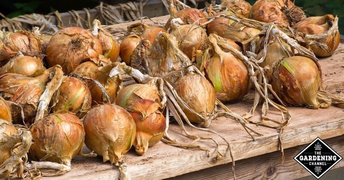 Best Way To Store Onions And Potatoes At Home at Ariel Wilcox blog