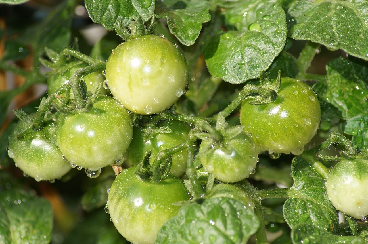 Overwatered tomatoes