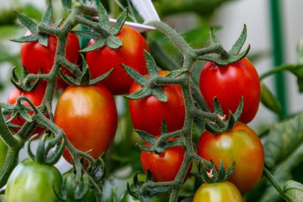 molasses tomates puslinch huerto gardeningtips cultivar