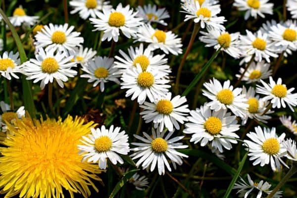 Common daisy online