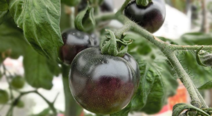 How To Grow The Flavorful Black Cherry Tomato