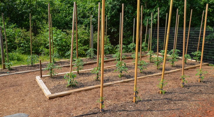 How To Stake Tomato Plants With Twine - Jul 09, 2018 · tie the piece of twine around the center of the plant to the twine line.