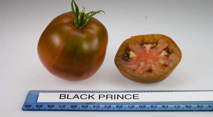 How To Grow Black Prince Tomato