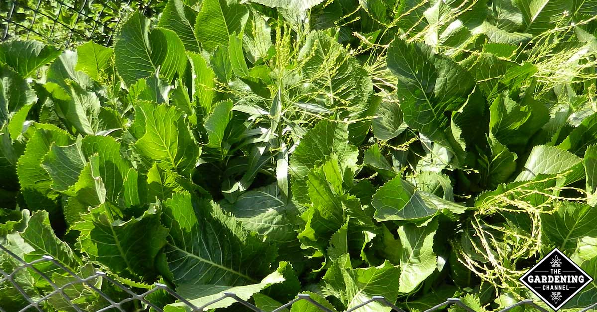 Benefits of Growing the Horseradish in Your Garden - Gardening Channel