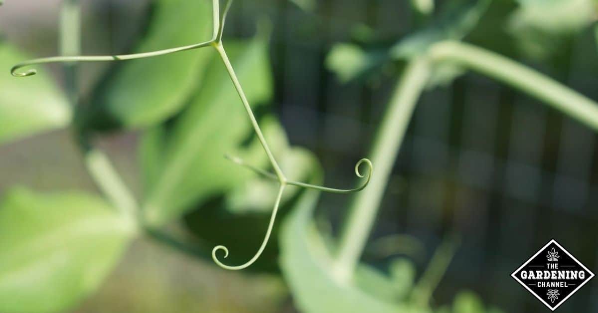 How do you prepare soil for peas? - Gardening Channel