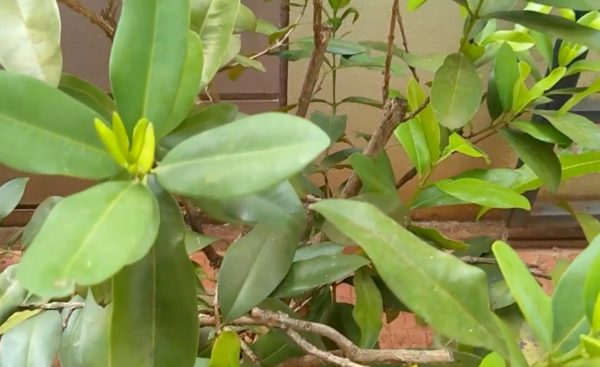 Featured image of post How to Make Allspice Tree Height