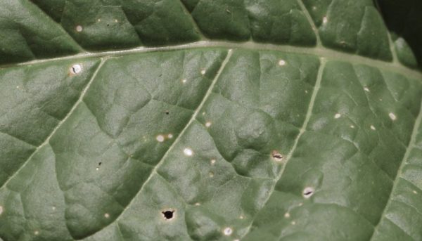 How to Fight Angular Leaf Spot of Cucurbits (Pseudomonas syringae pv ...