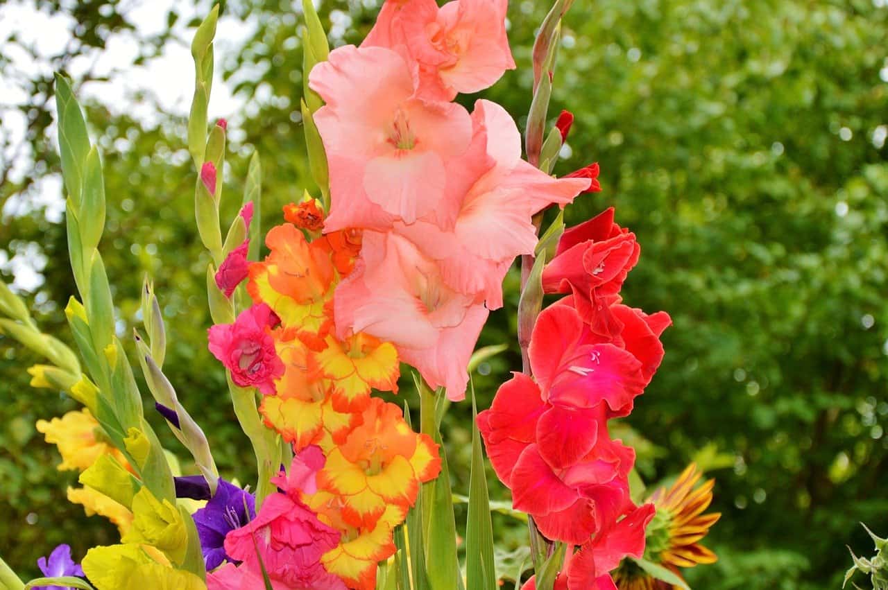 Slikke fremsætte bænk How to Grow Gladiolus Flowers - Gardening Channel