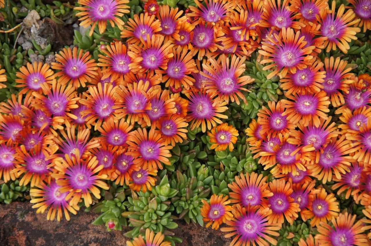 How To Grow Ice Plant Flowers Delosperma Cooperi Gardening Channel How To Grow Ice Plant Flowers Delosperma Cooperi Gardening Channel