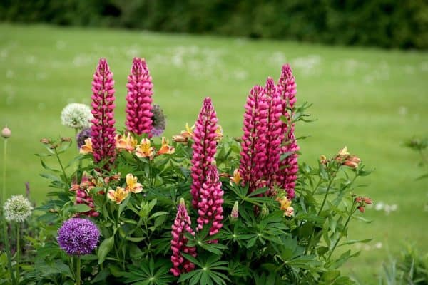 Reseeding Annual 40 Lupinus Rose Colored Lupine Flower Seeds 