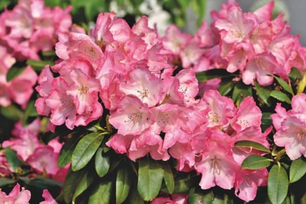 9cm Pot Dwarf Rhododendron Bengal Dark Red Flowers Garden Shrub Plant 9cm Pot Dwarf Rhododendron Bengal Dark Red Flowers Garden Shrub Plant
