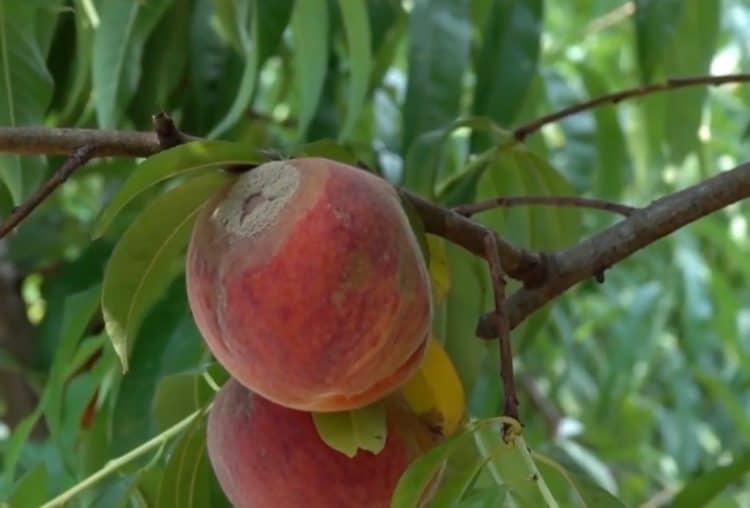 How to Fight Brown Rot (Stone Fruit Disease) Gardening Channel
