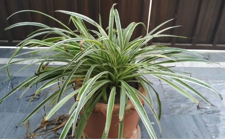 How to Grow Spider Plant - Gardening Channel